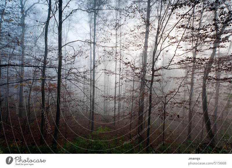 thickets Lifestyle Style Trip Environment Nature Landscape Autumn Climate Fog Deciduous forest Tree trunk Forest Uniqueness Beautiful Moody Idyll Transience