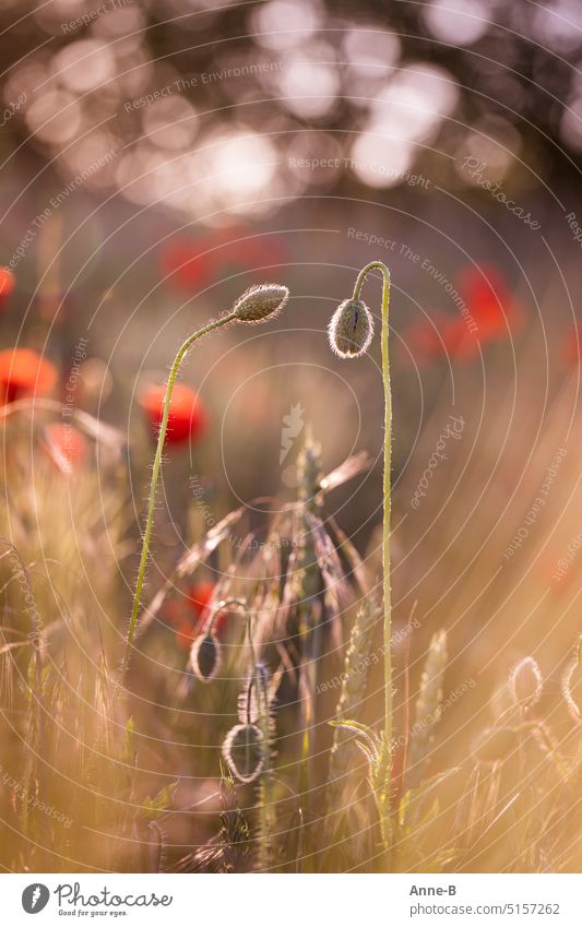 Two poppy buds in field with back light Poppy Corn poppy Evening Field Grain bokeh light reflexes Portrait format summer light Nature Exterior shot Blossom