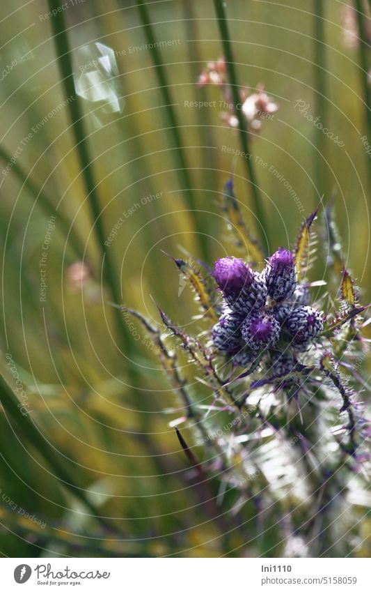 Marsh Thistle Wetlands Plant Wild plant Cirsium palustre inflorescences Ball purple blossom serrated spiny leaves basket-shaped light points Juncus Light