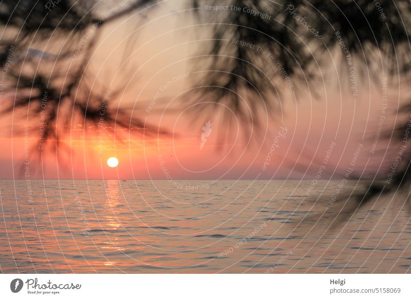 Sunset on the Adriatic Sea in Croatia Evening sun Ocean Water reflection Stone pine Pine branches Landscape Nature croatian sea Moody Light Shadow Sky