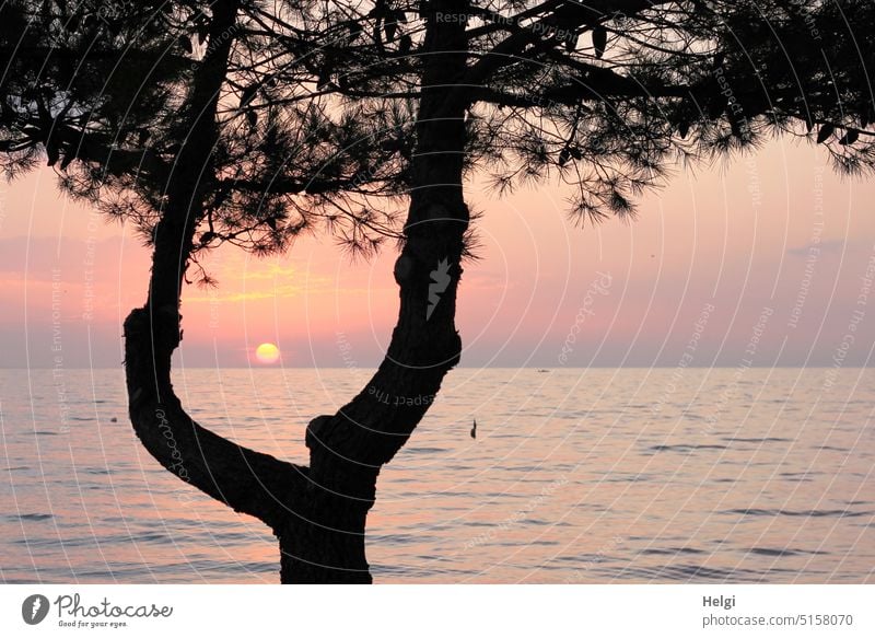 View through the branches of a pine tree to the sunset on the Adriatic Sea in Croatia Sunset Evening sun Ocean Water reflection Stone pine Tree Pine branches