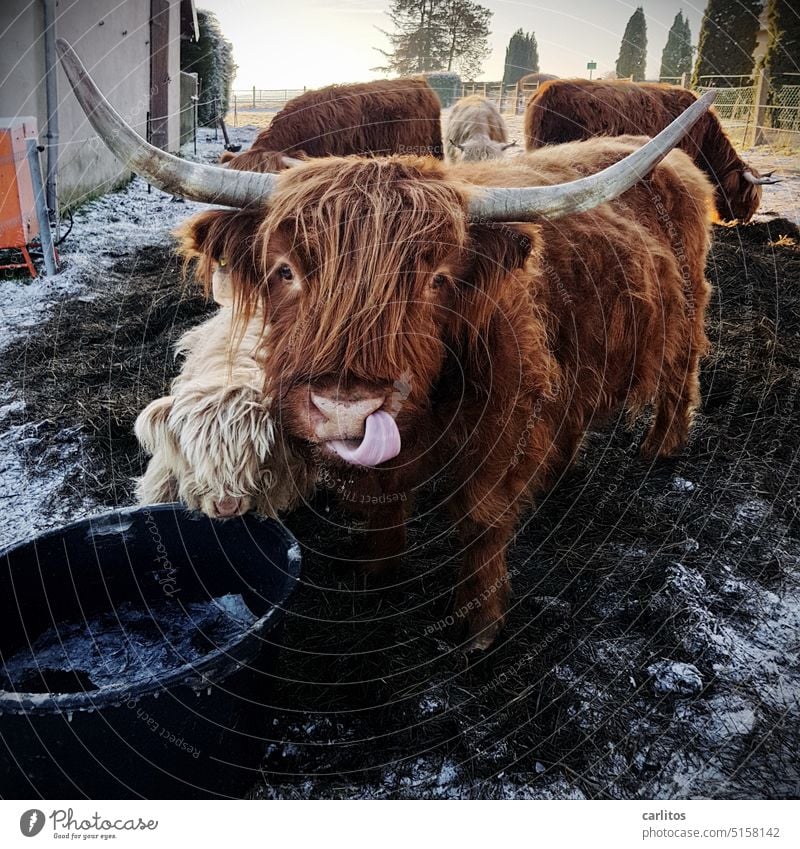 You can kiss my ass - or should I ? Cow Cattle Tongue lick Pelt horns Agriculture Animal portrait Farm animal Willow tree Cattle farming highland cattle