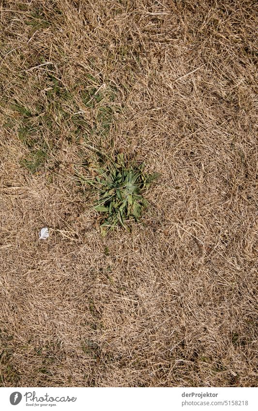 Parched meadow due to climate change II Sunlight Heat shock heat wave Damage climate killer Infertile Desert dry up climate crisis Climate Catastrophe