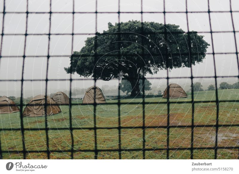 Grille, behind expedition tents under tree against overcast sky Grating Tree Acacia Tent camp Expedition Safari penned Gloomy Savannah Camping Green Landscape