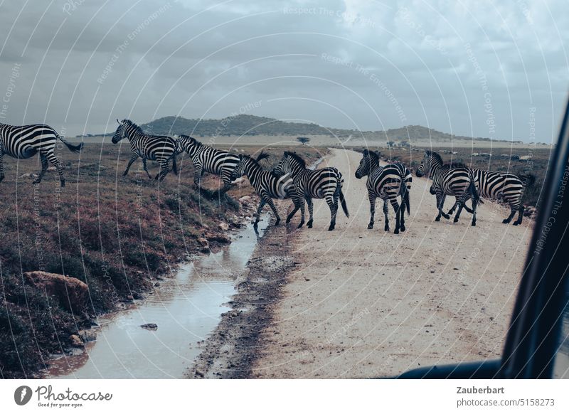 Zebras crossing the road, on safari in the Serengeti National Park Safari Street Nature Africa Tansania Wild animal Animal Savannah Wilderness Landscape cloudy