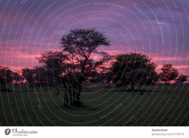 Sunset over savanna, acacia trees, deep red sky and clouds Savannah Clouds Red sunset Dramatic Sky Acacia Serengeti National Park Africa Tansania African Nature