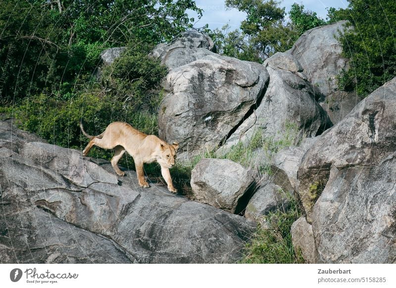 Energetic lioness on a rock in the savannah in motion Lioness Movement Rock Serengeti Walking Hunting Safari Attack hunting vigorous energetic Animal Africa