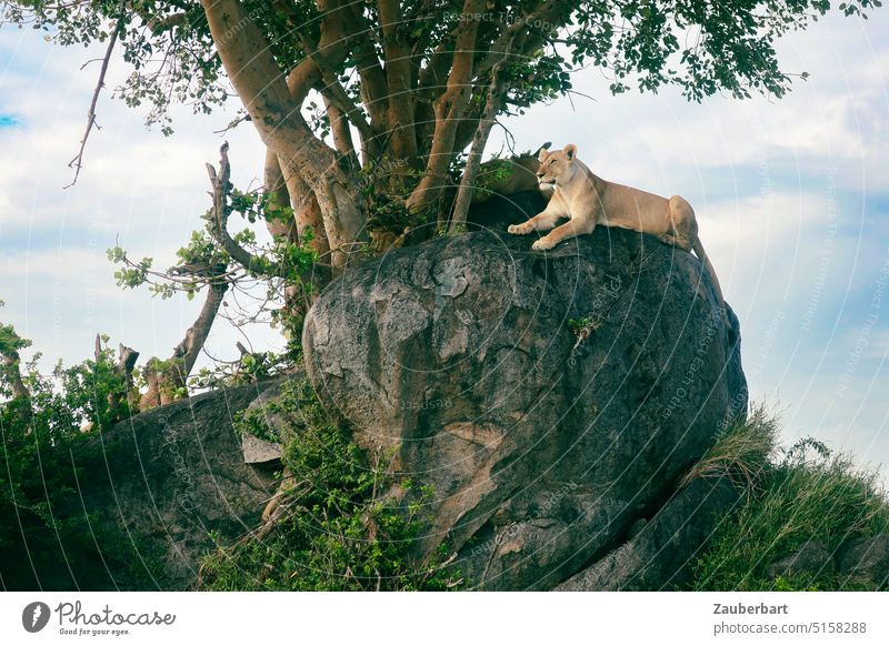 Lioness lying on a rock in the savannah watching the morning action Rock Savannah Lion Rock Observe Cat Big cat predator Tree Sky Safari Wild animal Animal