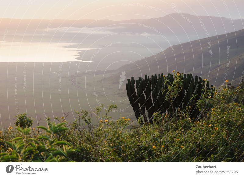 View into Ngorongoro crater in hazy morning light, Euphorbia (spurge) in foreground Spurgeon succulent Looking wide Morning Sun Haze far cacti golden Water