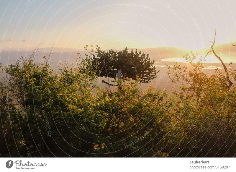 Sunrise in Ngorongoro crater, bushes and succulents Back-light Succulent plants Spurgeon Euphorbia Green undergrowth Nature Plant Day Landscape Africa Tansania