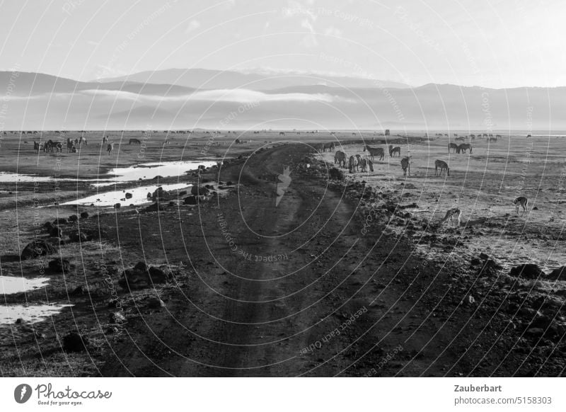 Track in gravel and mud in Ngorongoro crater, all kinds of animals, distant view in black and white Ski piste Mud Zebra Gnu black-white Far-off places