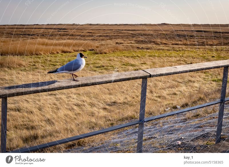 Seagull in evening light sitting on railing Black-headed gull Meadow Field marshland Autumn Evening evening mood Evening sun Nature Landscape Northern Germany