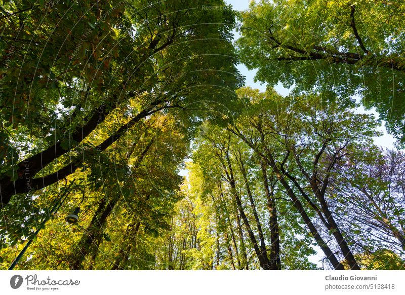 Sempione park in Milan at October Europe Italy autumn city color day fall foliage green lake lraf nature photography plant tree urban yellow