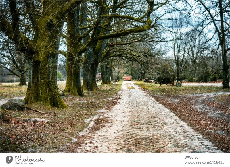 A historic cobbled street under large old trees in winter Street pavement paved off Vanishing point Perspective Target hike Hiking Tree Old Historic Avenue