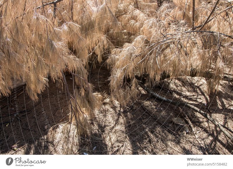 The hot drought fades the branches and needles of the coniferous tree ardor warm heating aridity Dry dry up Coniferous trees Tree Plant pass away pale wither