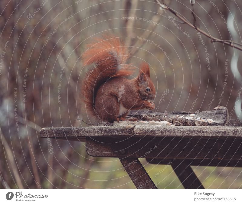 Squirrel feeding Animal Nature Cute Colour photo Exterior shot Animal portrait Animal face Love of animals Deserted Curiosity Observe Rodent