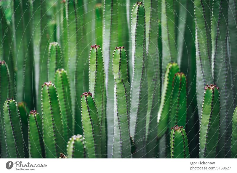 Close up, macro bush of cactus euphorbia canariensis. Perfectly straight branches of an evergreen plant peyote. Detailed high quality image. Endemic flora. Tenerife. Canary Islands, Spain.