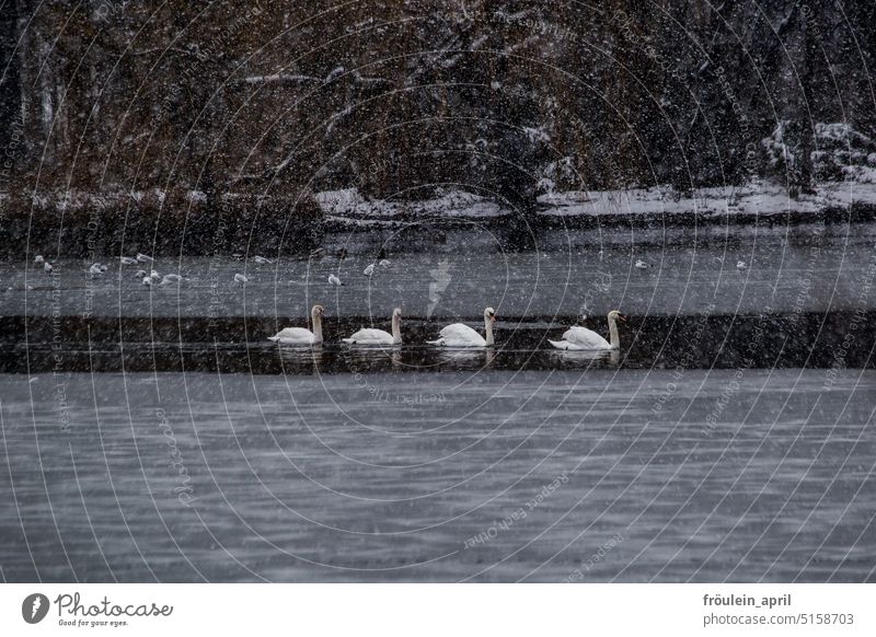 Just swim | swan family on almost frozen lake during snowfall Swan Snow Lake Winter Generation Nature Animal Bird Snowfall be afloat Water Elegant Pond Pride