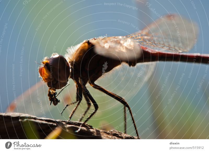 Lake Bears 2013 | Eat It Nutrition Environment Nature Animal Sunlight Wild animal Wing Dragonfly Dragonfly wings Insect Compound eye To feed Small Natural Prey