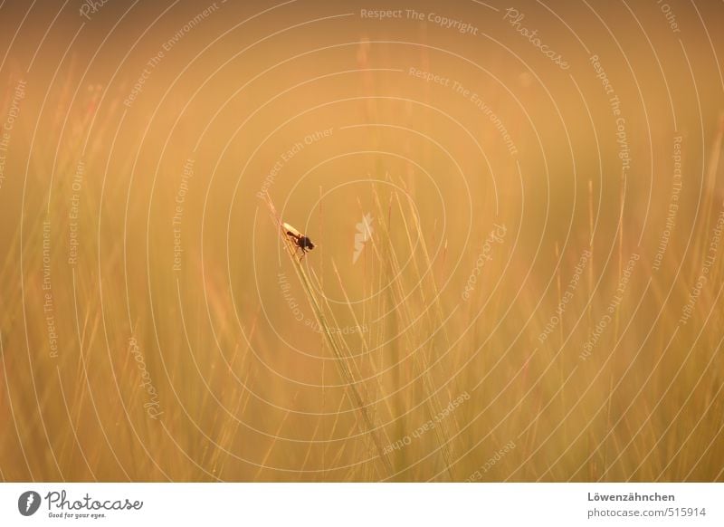 ... lost and still waiting Nature Grain Field Animal Fly 1 Crouch Sit Bright Small Yellow Green Orange Loneliness Stagnating Wait Doomed Colour photo