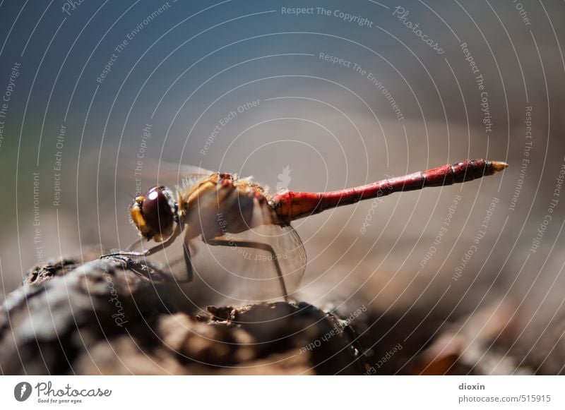 Lake Bears 2013 | One Step Closer To You Environment Nature Animal Sunlight Wild animal Wing Dragonfly Dragonfly wings Insect Compound eye Crouch Sit Small