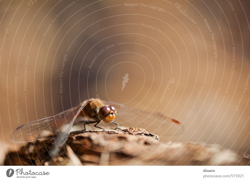 Lake Bears 2013 | Here´s to Now Environment Nature Animal Sunlight Wild animal Wing Dragonfly Dragonfly wings Insect Compound eye Crouch Sit Small Natural