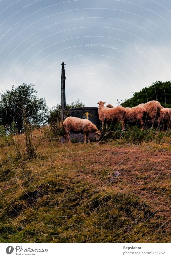 A flock of sheep French Pyrenees farming group mammal meadow wool french pyrenees herd lamb pasture rural animal farm animal field grass grazing green nature