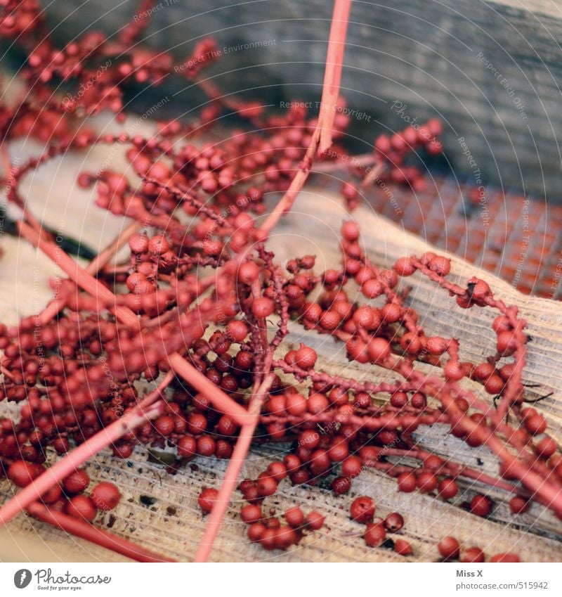 Red Berries Fruit Exotic Dry Round Colour photo Multicoloured Close-up Deserted Copy Space top