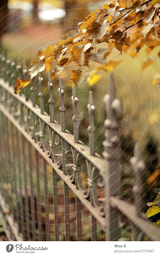 autumn Garden Autumn Beautiful weather Leaf Multicoloured Fence Wrought iron Branch Twig Autumnal Autumn leaves Autumnal colours Early fall Point Colour photo