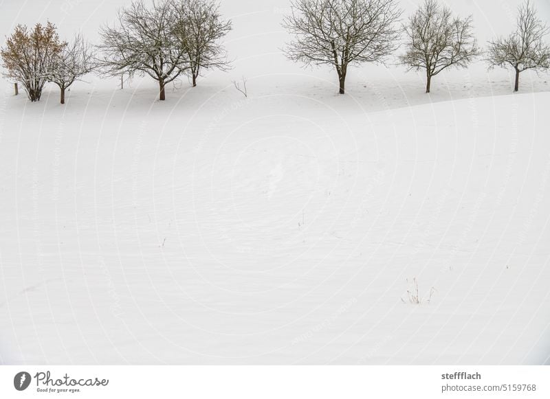 Seven bare fruit trees in snowy landscape Winter Snow Fruit trees Tree Landscape Environment Cold Nature Deserted Winter mood Winter's day winter landscape