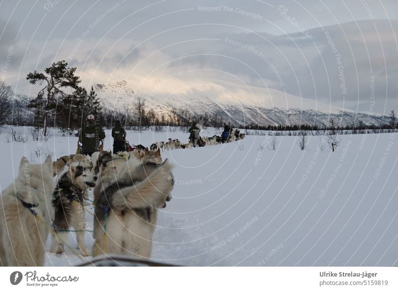 Dog sled trip in lonely winter landscape Dog sledge dogs Sleigh Winter Trip Sledge tour Snow Cold White Snowscape Winter mood Winter's day chill Frost Seasons