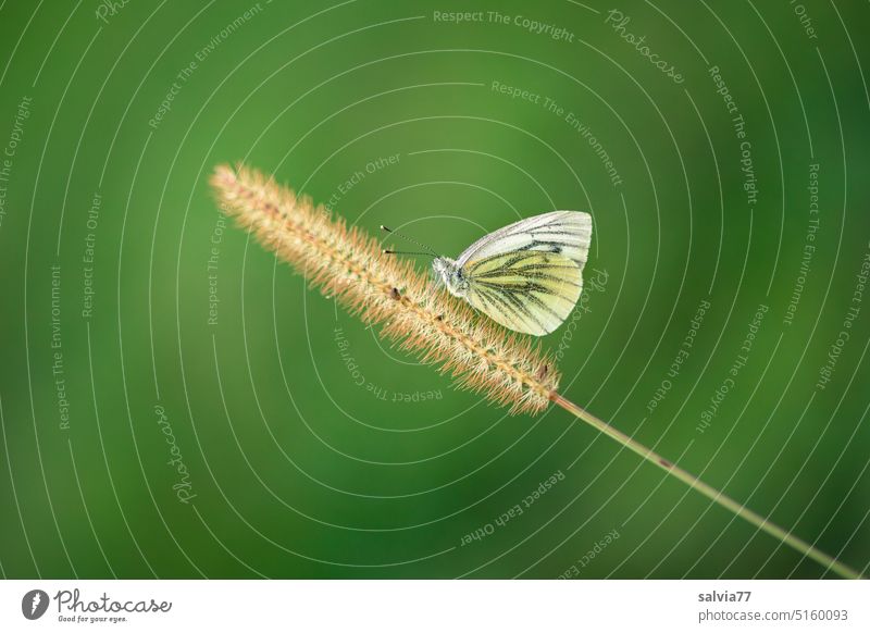 Butterfly sitting on an ornamental grass flower Setaria pumila Fox Red Bristle Millet Ornamental grass Grass blossom seed stand bristle millet Whiting