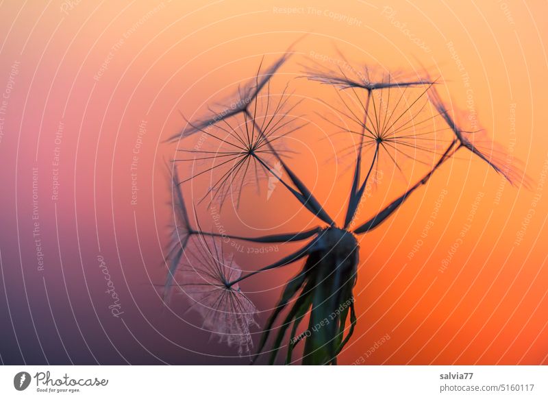 seven umbrellas in the sunset, meadow goat's beard seed stand Tragopogon pratensis Silhouette dandelion evening sky Sunset Nature Meadow goatsbeard Twilight