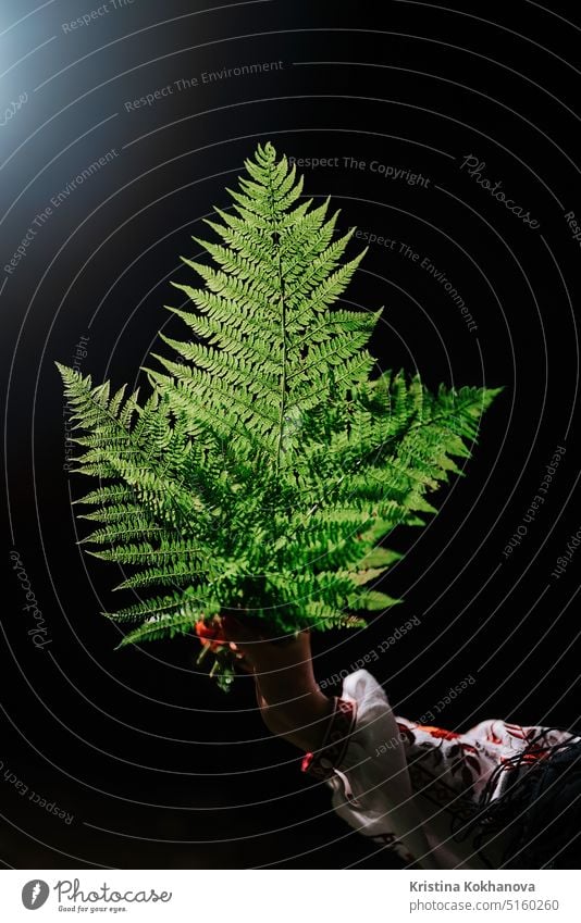 Beautiful Sword Fern in female hand on night backdrop. Nephrolepis exaltata. background botanical flora forest fresh garden green leaf natural nature plant