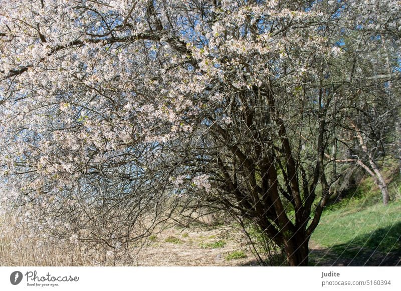 Caucasian olum tree in bloom growing inthe wild in spring abstract agriculture background bark blooming blossom blossoming brown closeup delicate design detail