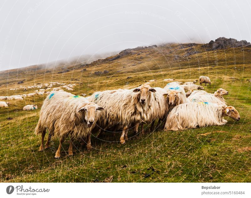 A flock of sheep French Pyrenees farming group mammal meadow wool french pyrenees herd lamb pasture rural animal farm animal field grass grazing green nature