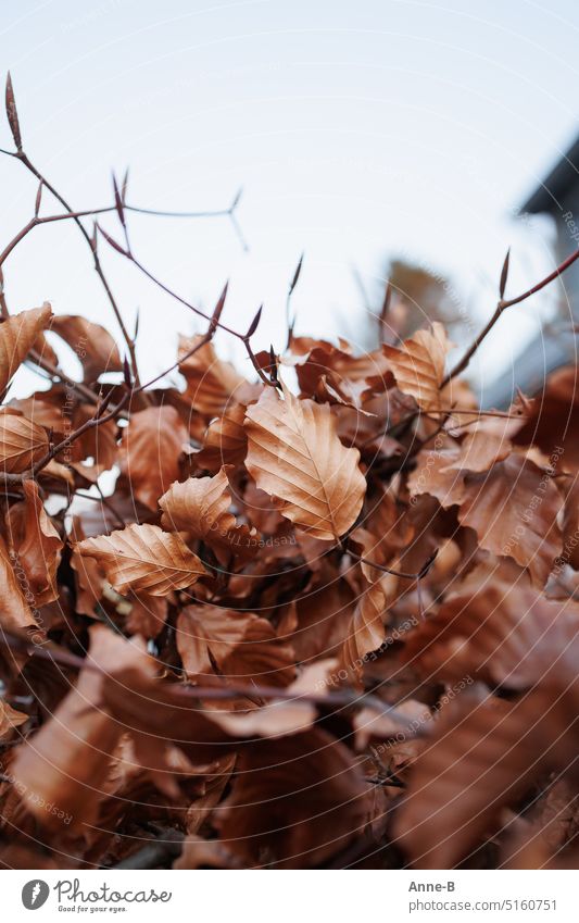 November atmosphere, dry leaves on beech branches against gray sky late autumn novembrig Dreary chill Book Sheets Beech Grove Brown foliage Dry Goodbye Brochure