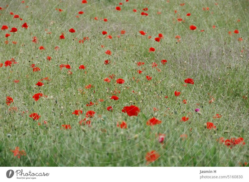 Poppies on green meadow Poppy Field Nature Meadow Green Grass Exterior shot Plant Colour photo Deserted Day Environment naturally Wild plant pretty Growth