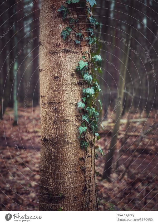 Ivy vines - bright green in winter in bare pine forest Exterior shot Forest Deserted Environment Day Tree Landscape Plant naturally Green Foliage plant