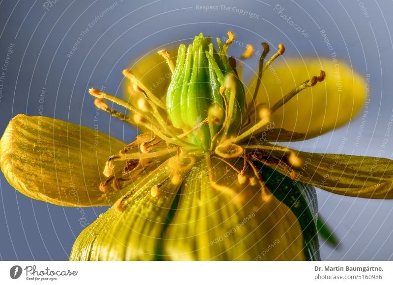 Eranthis hyemalis, Winterling, flower Blossom Disc flower Yellow venomously Herbacious enduring Geophyte Bulb Snowflower spring bloomers nectar-bearing