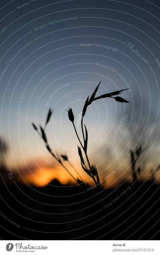 Silhouette of filigree plantlet against a beautiful blue evening sky with last sunlight plants silhouette Delicate last light Light Night Sunset blue hour