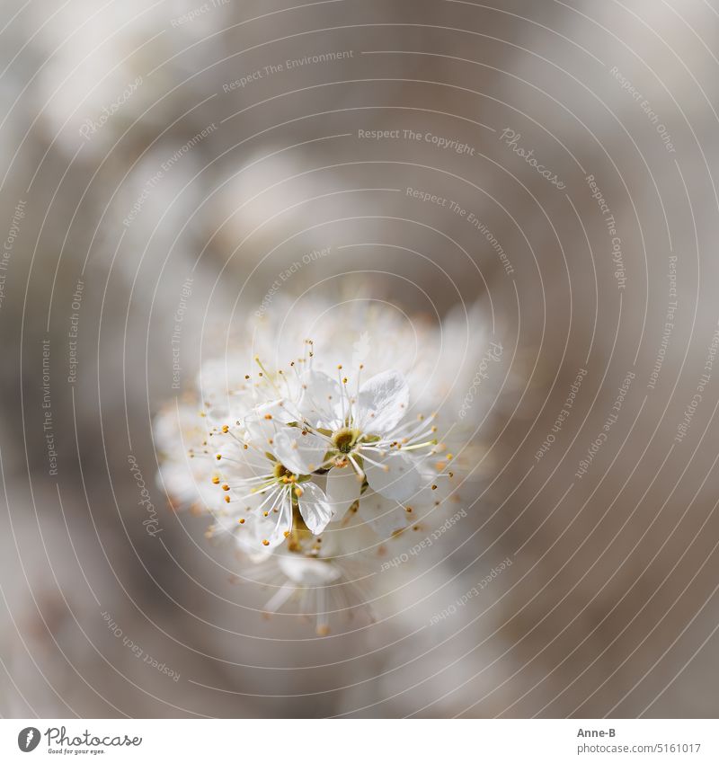 Tree blossom , beautifully isolated . in the background a blossom more Spring tree blossom sea of blossoms square White Cherry Yellow plum Plum