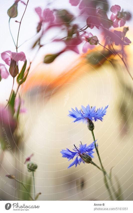 Filigree cornflowers with a frame of flax in a flower box . House in the background in beautiful blur. Flax Window box Attic story Neighbor's house colourful