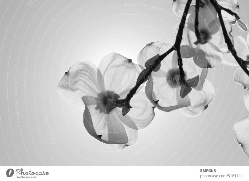 Branch with white flowers backlight in black and white Blossom leave blossoms Plant Spring Garden Close-up flora naturally wax daylight Nature Sunlight Detail