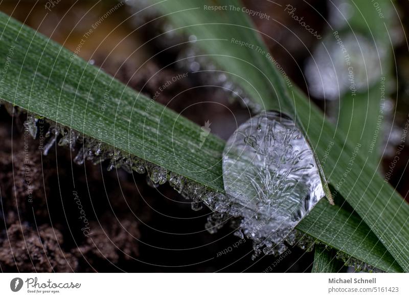 Frozen drop frozen drop Cold Winter Ice Frost chill winter Pattern Ice crystal Drop Delicate Small Macro (Extreme close-up) Macro photography