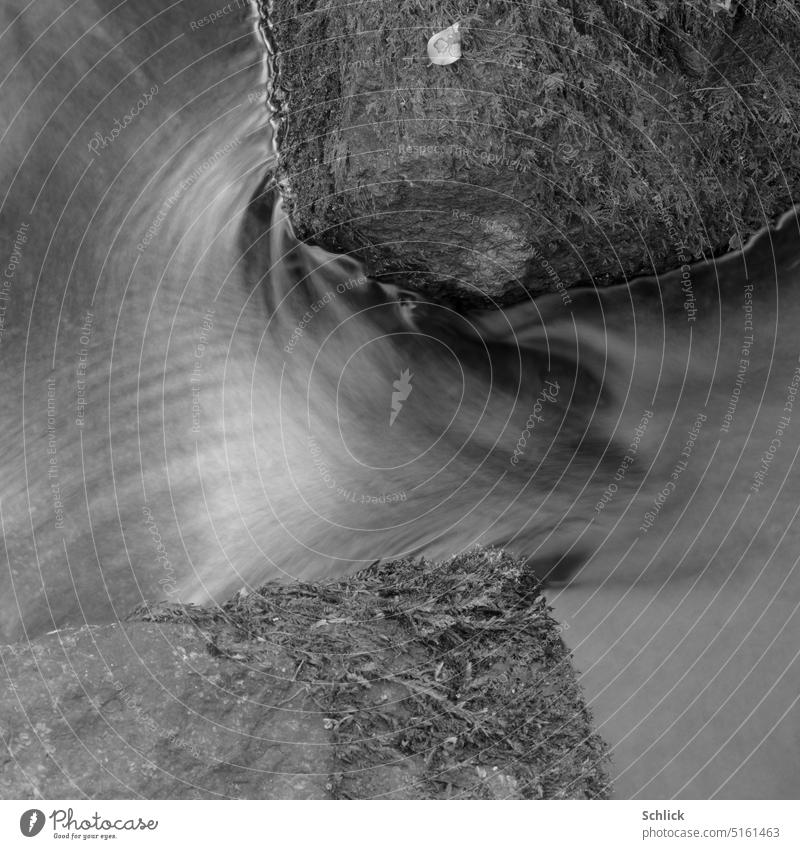 Water Brook Flow Rock Bird's-eye view Black & white photo Moss soft light low-contrast Leaf Smooth lack of water square Exterior shot Nature Landscape