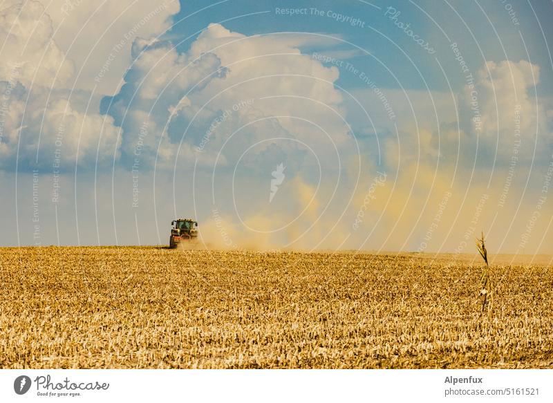 Gold harvest Harvest maize crop Field Grain Agriculture Grain field Wheat Cornfield Nature Agricultural crop Landscape Tractor Exterior shot Environment