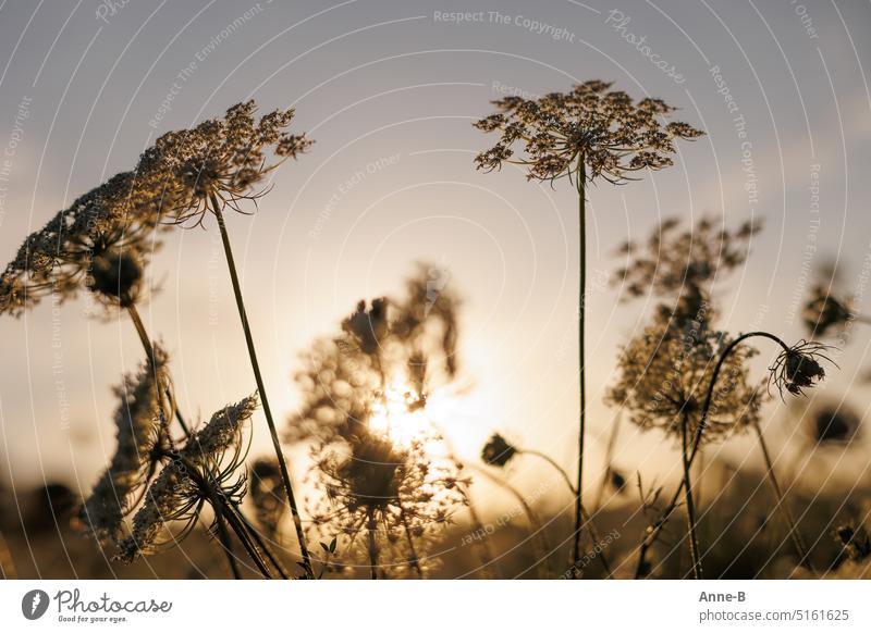 Flower stalks of wild carrot from frog perspective in wonderful backlight on a summer evening. Wild carrot Daucus carota subsp. carota beautifully wild flower