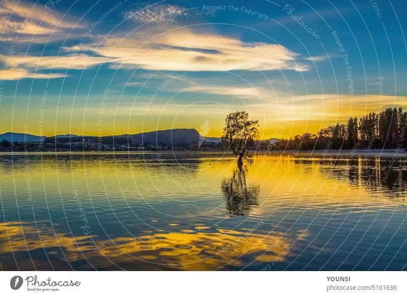 Reflections Lake Wanaka on sunset, wanaka tree New Zealand empty nobody unusual Growth Travel mountain cloud beach water lake outdoors Travel destination Tree