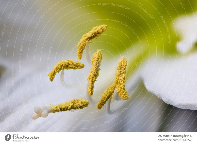 White flowering Hippeastrum hybrid, flower with stamens and pistil Amaryllis Hybrids Blossom blossom Close-up shallow depth of field Stamp amaryllidaceae